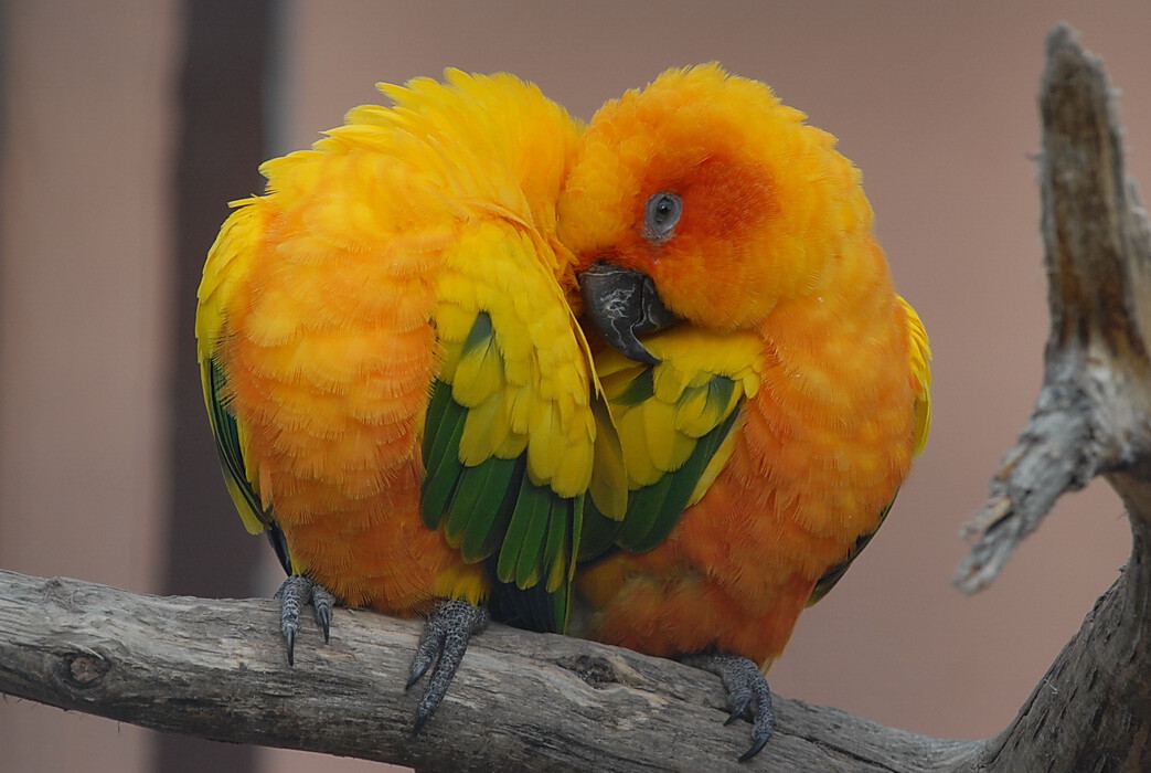 Kuschelzeit im Vogelpark