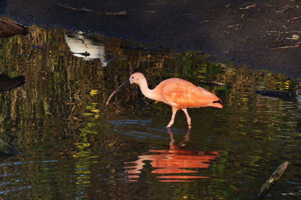 Goldener Herbst beschwingt den Vogelpark Niendorf