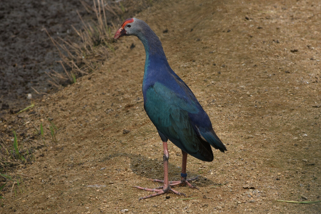 Sonne und Wonne im Vogelpark