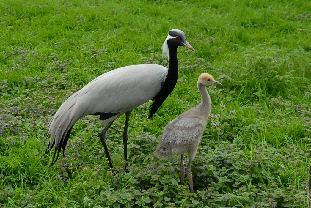 Mai 2019  Nachwuchs im Vogelpark Niendorf