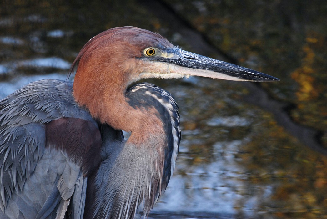 Herbst 2019 im Vogelpark Niendorf