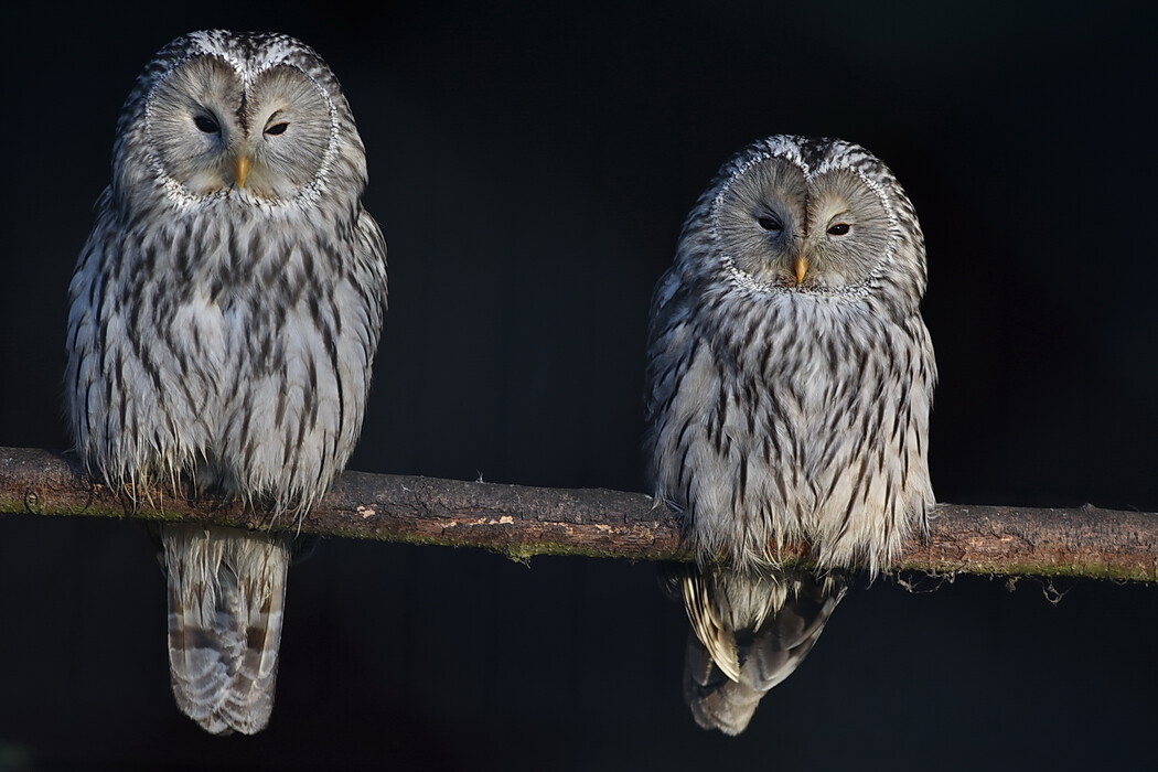 Januar 2020 im Vogelpark Niendorf