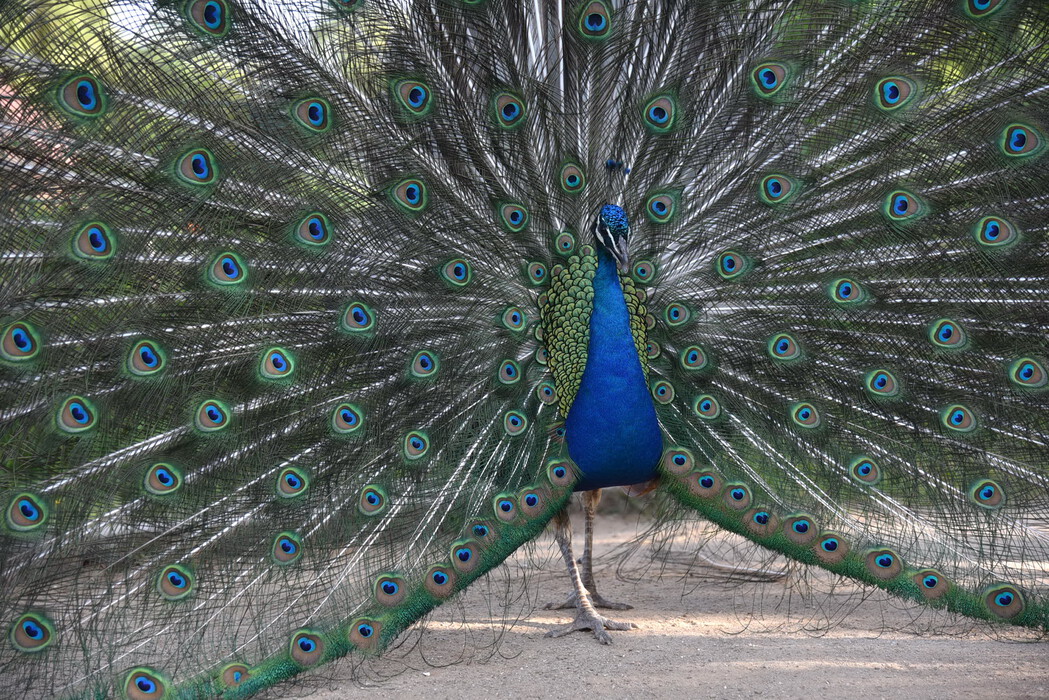Frühsommer 2020 im Vogelpark Niendorf