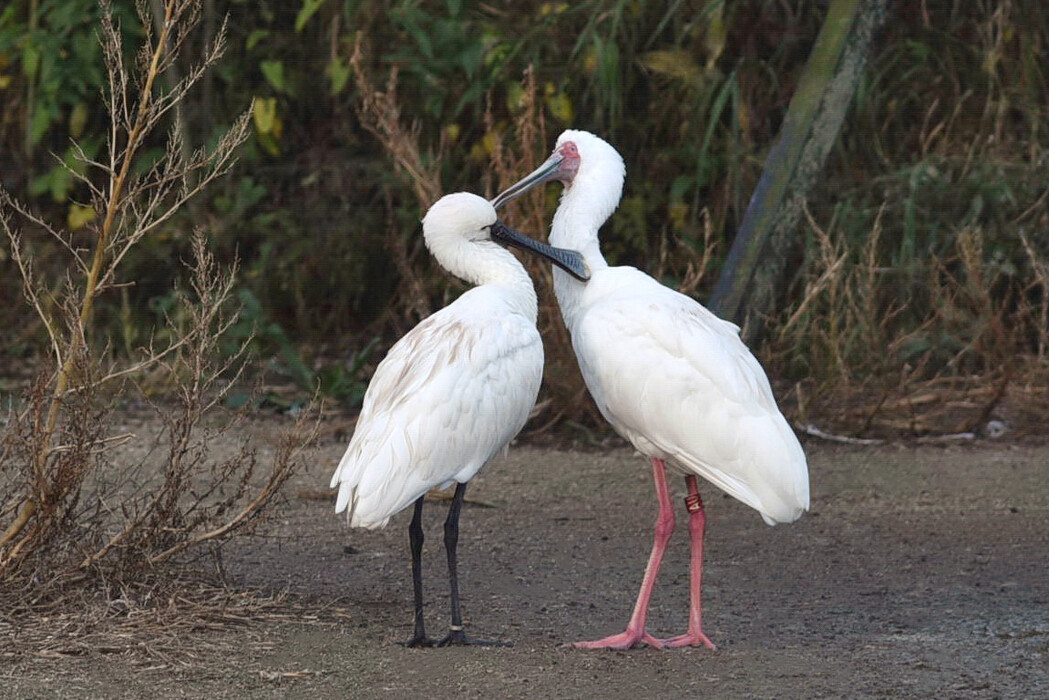 Kuscheln und Pflegen  Herbst 2020 im Vogelpark