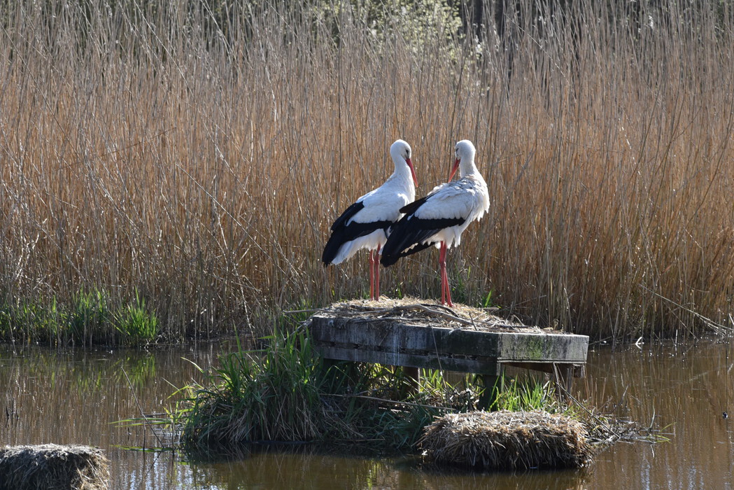 Frühling im Vogelpark