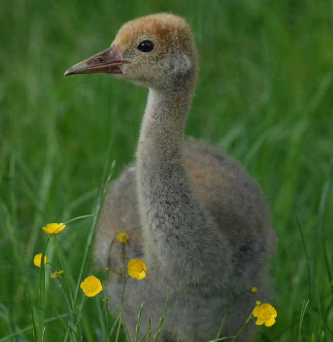 Viel Nachwuchs im Vogelpark