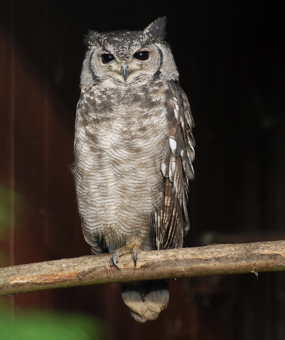 Herbst 2021 im Vogelpark Niendorf