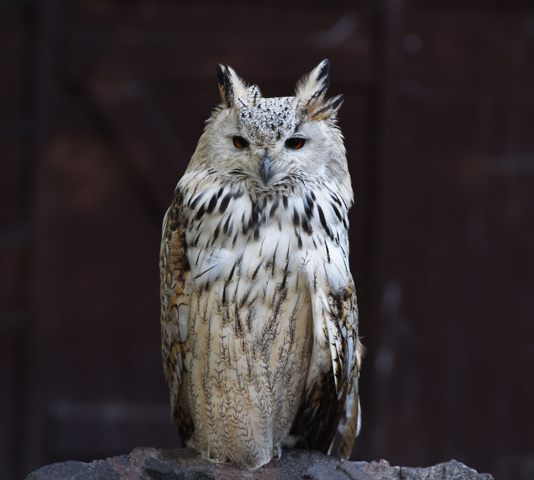 Winter 2022 im Vogelpark Niendorf