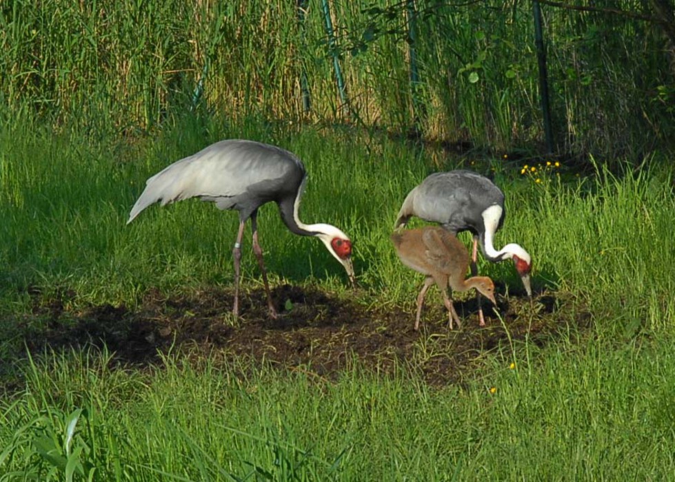 Frühling 2022 im Vogelpark