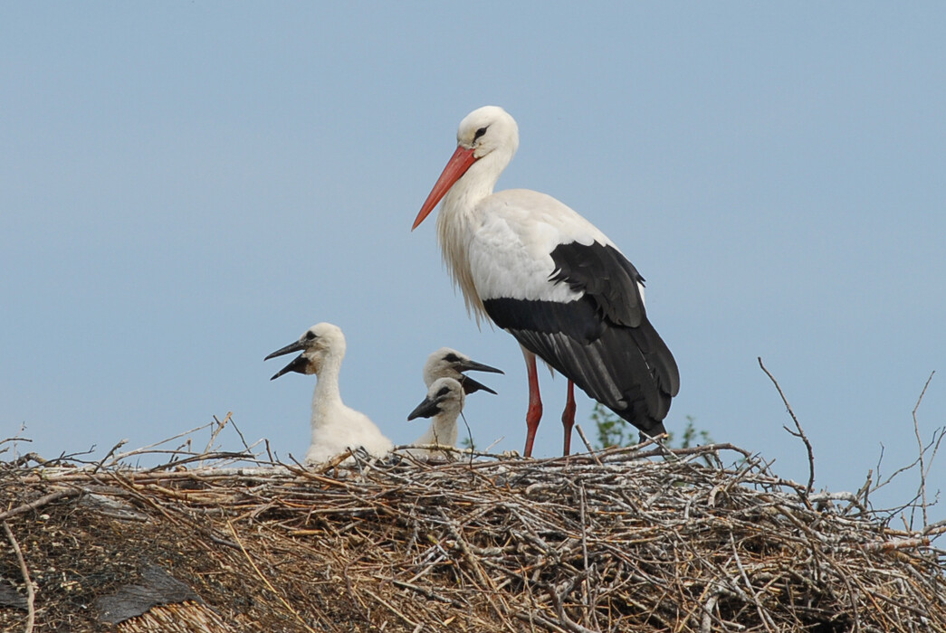 Erfreuliches aus dem Vogelpark Niendorf  Viel Nachwuchs bei den Störchen