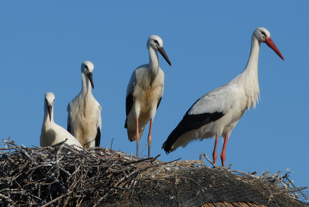 Sommer im Vogelpark  Der Nachwuchs wächst heran