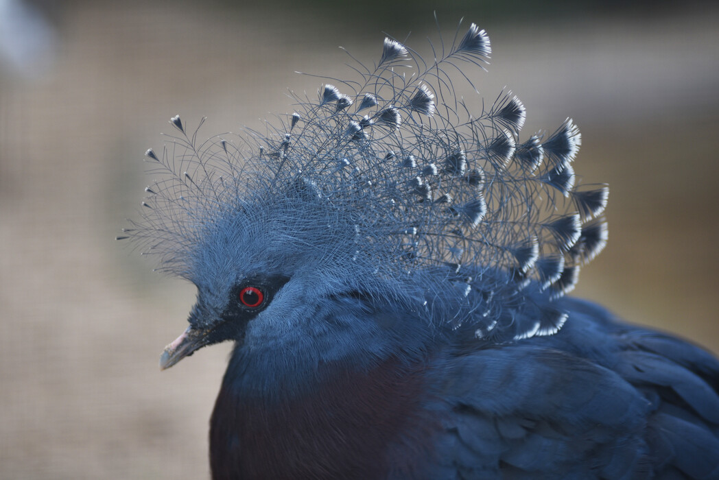 Winter im Vogelpark