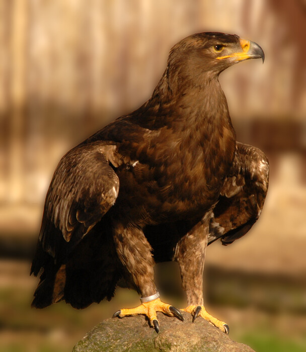 Frühlingserwachen im Vogelpark Niendorf