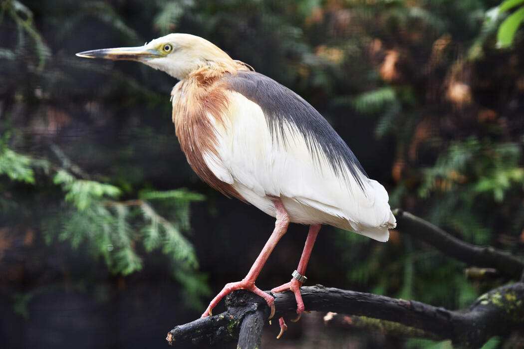 Herbstanfang im Vogelpark