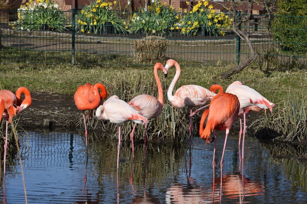 Frühling im Vogelpark