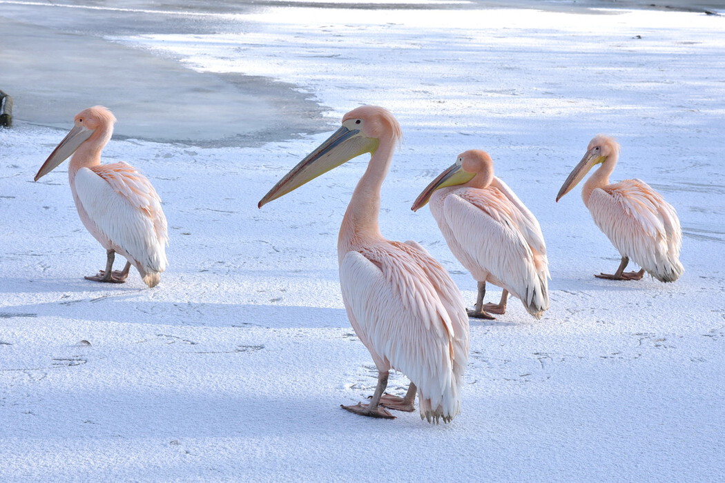 Winterzeit im Vogelpark
