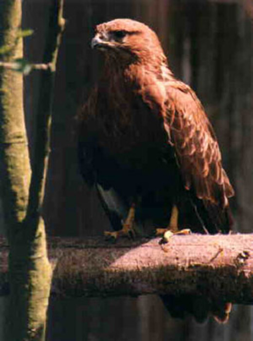 Adlerbussard