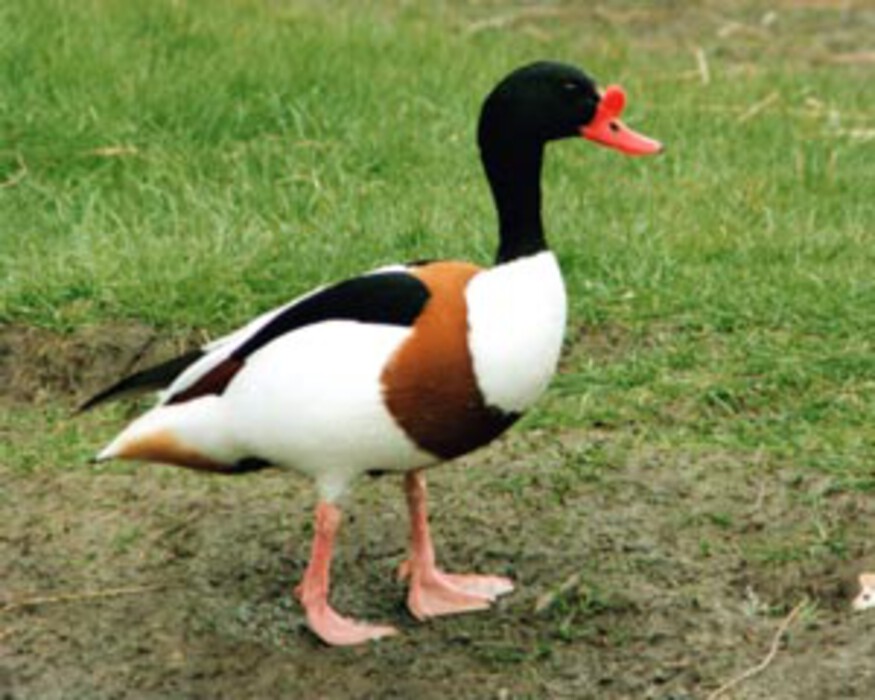 Brandgans