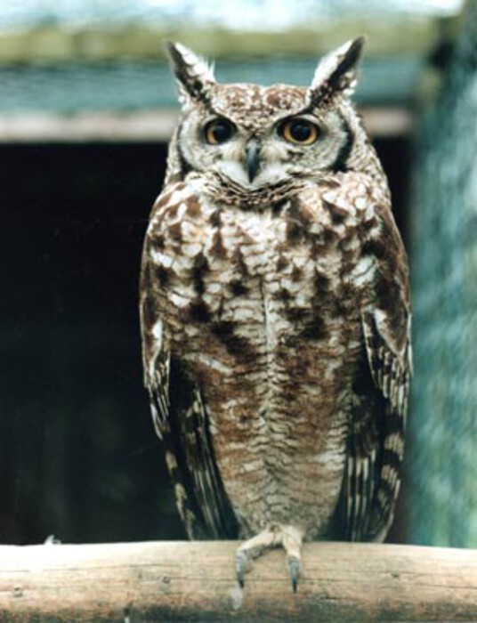 Fleckenuhu