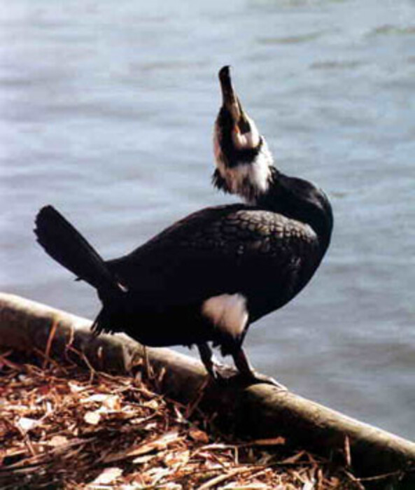 Vogelpark Niendorf | Kormorane