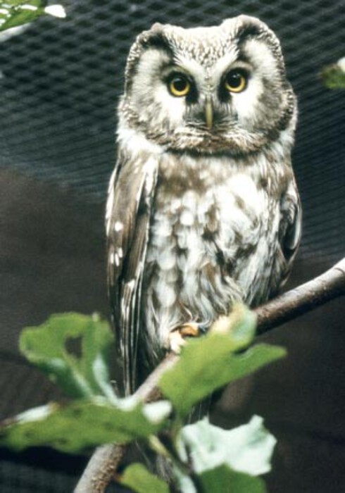 Rauhfußkauz
