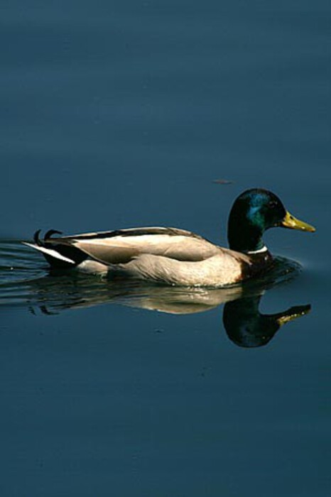 Stockente