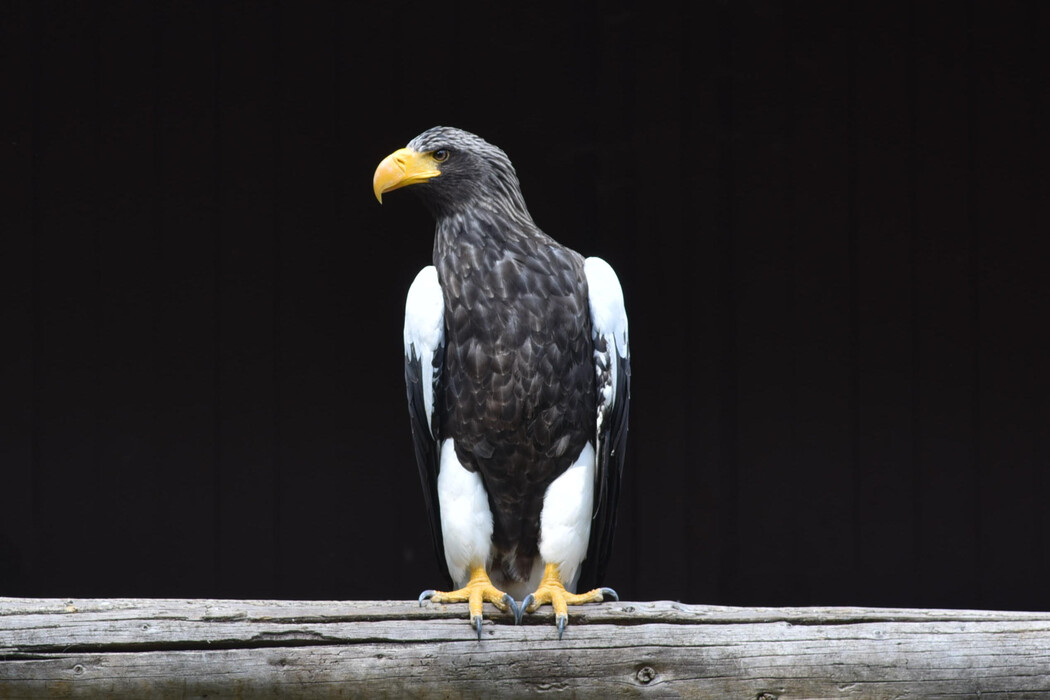 Der Vogelpark ist ab 8. August wieder geöffnet