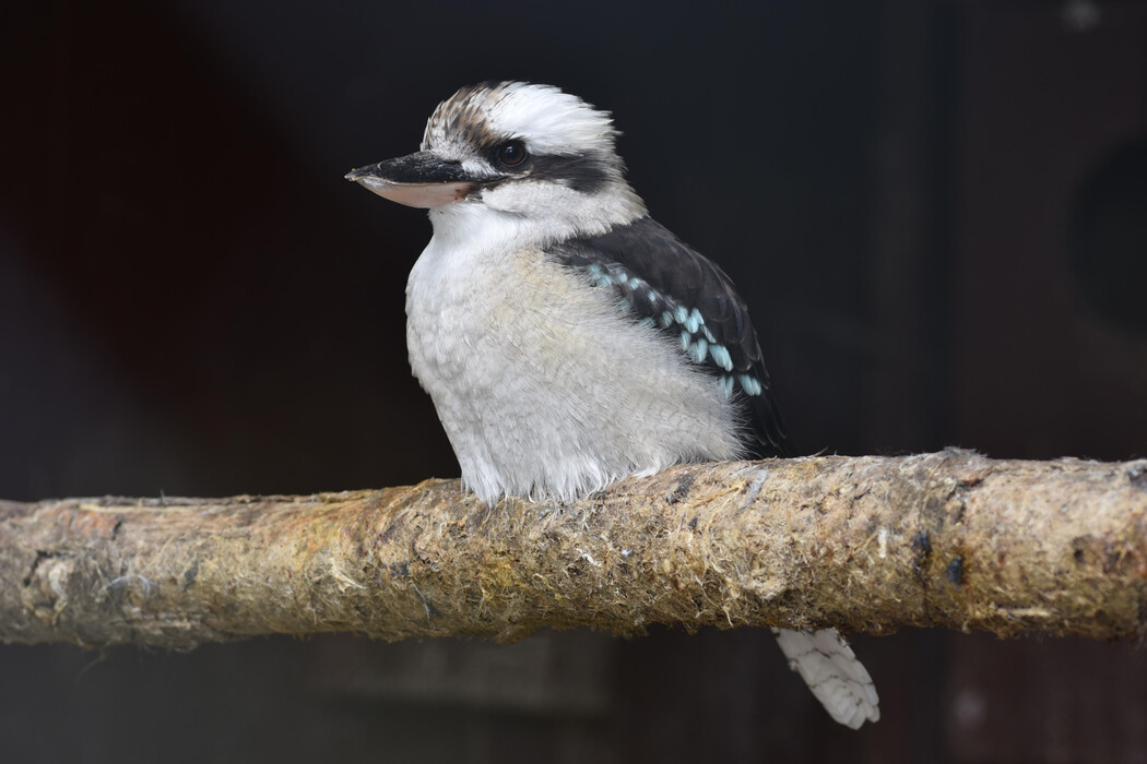 Herbst im Vogelpark