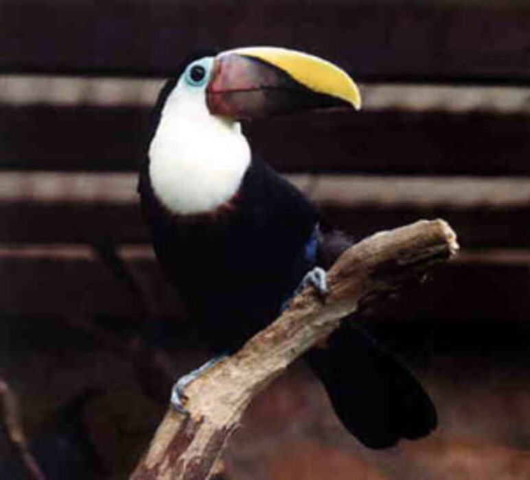 Tukane